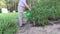 Retired man watering tomato plant bed on garden outdoor