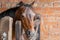 Retired racehorse seen within his brick built stable block, looking at the owner.