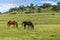 Retired Racehorses in Wide Open Spaces