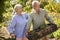 Retired Senior Couple Working In Vegetable Garden Or Allotment Carrying Tray Of Beets
