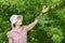 Retiree woman checks green apples on tree