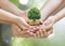 Retirement planning and family investment concept with wealthy tree growing on parent -.children`s hands