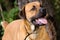 Retriever Chow Mastiff mixed breed dog