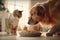 Retriever dog and cat eating from one plate. Generate ai