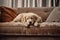Retriever dog puppy lying on sofa, portrait of cut pet waiting on couch, generative AI
