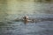 Retriever labrador swimming in river and catching a branch