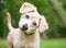 A Retriever x Poodle mixed breed puppy listening with a head tilt