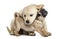 Retriever and pug puppies playing together, isolated