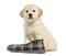 Retriever puppy sitting with slipper, isolated