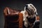 Retriever sits and relaxes on a leather armchair in dark background