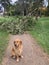Retriever smiles slyly against the background of a fallen tree