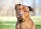 A Retriever x Terrier mixed breed dog with a head tilt