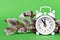 Retro alarm clock with willows branches on green background.