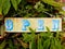 Retro blue and yellow Open sign hanging in a tree