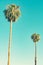 Retro california palms