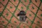 retro ceramic tiles on medieval roof in Colmar - France