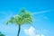 Retro color image tropical palm tree