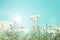 Retro cosmos flower fields with blue sky background.