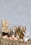Retro Easter Bunnies Plush Animal