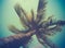 Retro Filtered Single Palm Tree