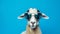 Retro Glamor: Goat Wearing Sunglasses On Blue Background Stock Photo