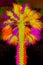Retro illustration of the bright color of a palm tree