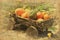 Retro image of old wooden cart with pumpkins.