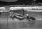 Retro Life Guards on Duty Bondi Beach Australia in Black&White