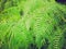 Retro look Ferns picture