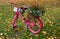 retro old bicycle of pink color with baskets for flower decoration