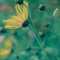 Retro Pastel Yellow Daisy Wildflowers