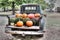 Retro pick-up truck with mums and pumpkins on display in bed of truck
