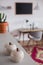 Retro porcelain apples standing on the shelf in elegant office with vintage furniture