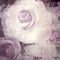 Retro rose on paper texture background