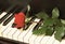 Retro Rose on Piano Keys