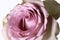 Retro rose shabby chic delicate flower background