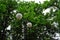 Retro round lantern behind chestnut tree white flowers and new green leaves background