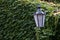 Retro streetlamp covered in in a climbing plant in the of Prague