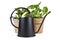 Retro style black metal watering can in front of tropical house plants on white background