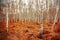 Retro style picture of autumn birch grove with red fern