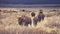 Retro toned herd of American bison grazing in the Grand Teton.