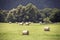 Retro toned summer field with hay bales.