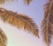 Retro Tropical Palm Tree Background