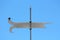 Retro vintage dark grey wrought iron weather vane instrument showing wind direction mounted on strong iron pole