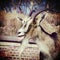 Retro vintage filtered portrait of a goat