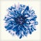 Retro Vintage Style Blue Cornflower Flower Isolated