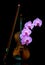 Retro violin with bow and phalaenopsis blume pink orchids on dark background
