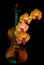 Retro violin and phalaenopsis blume orange orchids on dark background