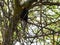 Retz`s helmetshrike isolated in a tree