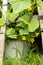 reuse of old things. bush of cucumbers grows in a metal bucket